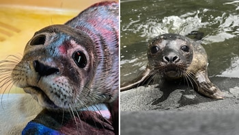 Lough Swilly y Lough Allen