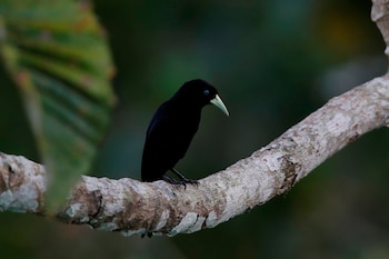 Fotografía de un pájaro cacique