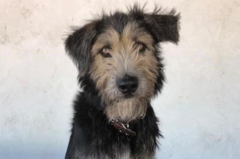 Con perros vagabundos a la