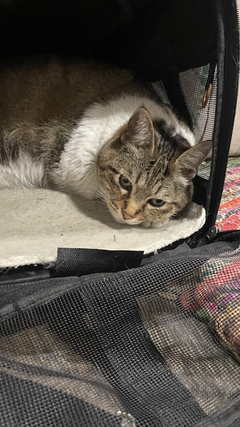 La gata Cheetah conecta a