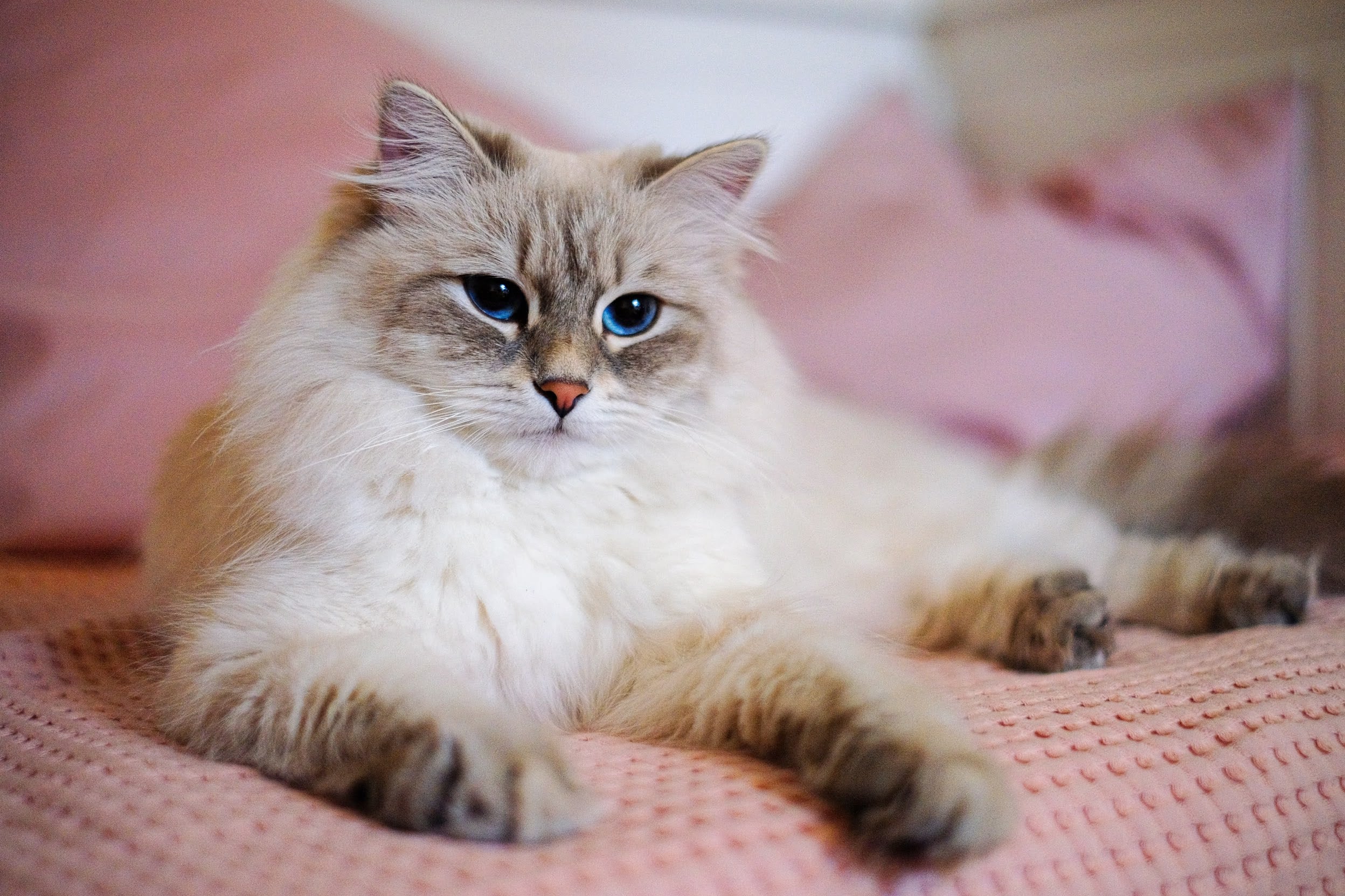 Un gato anciano. (WikiCommons/Apinanaivot)