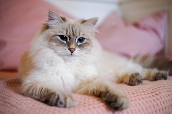 El Neva Masquerade es la