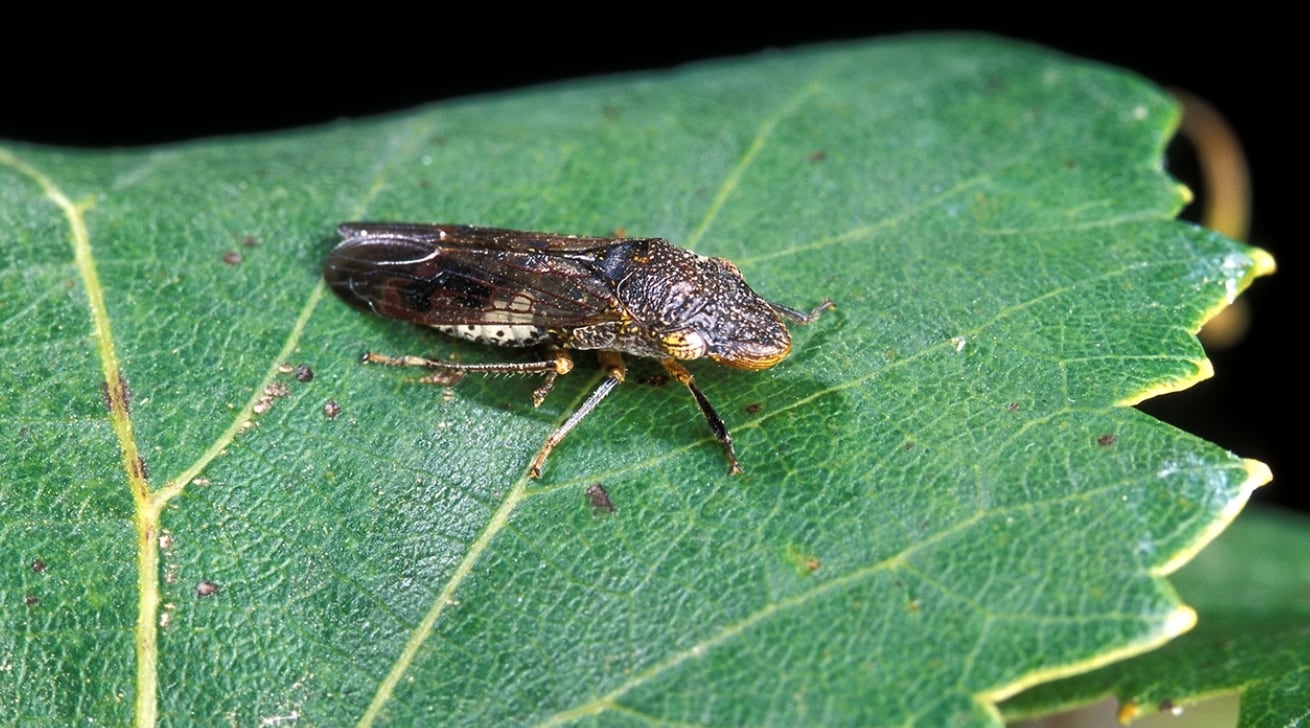 Un insecto invasor amenaza los viñedos de California y activa una respuesta urgente en el sector agrícola