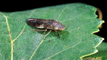 Un insecto de color oscuro con alas translúcidas se posa sobre una hoja verde rugosa, con un fondo negro