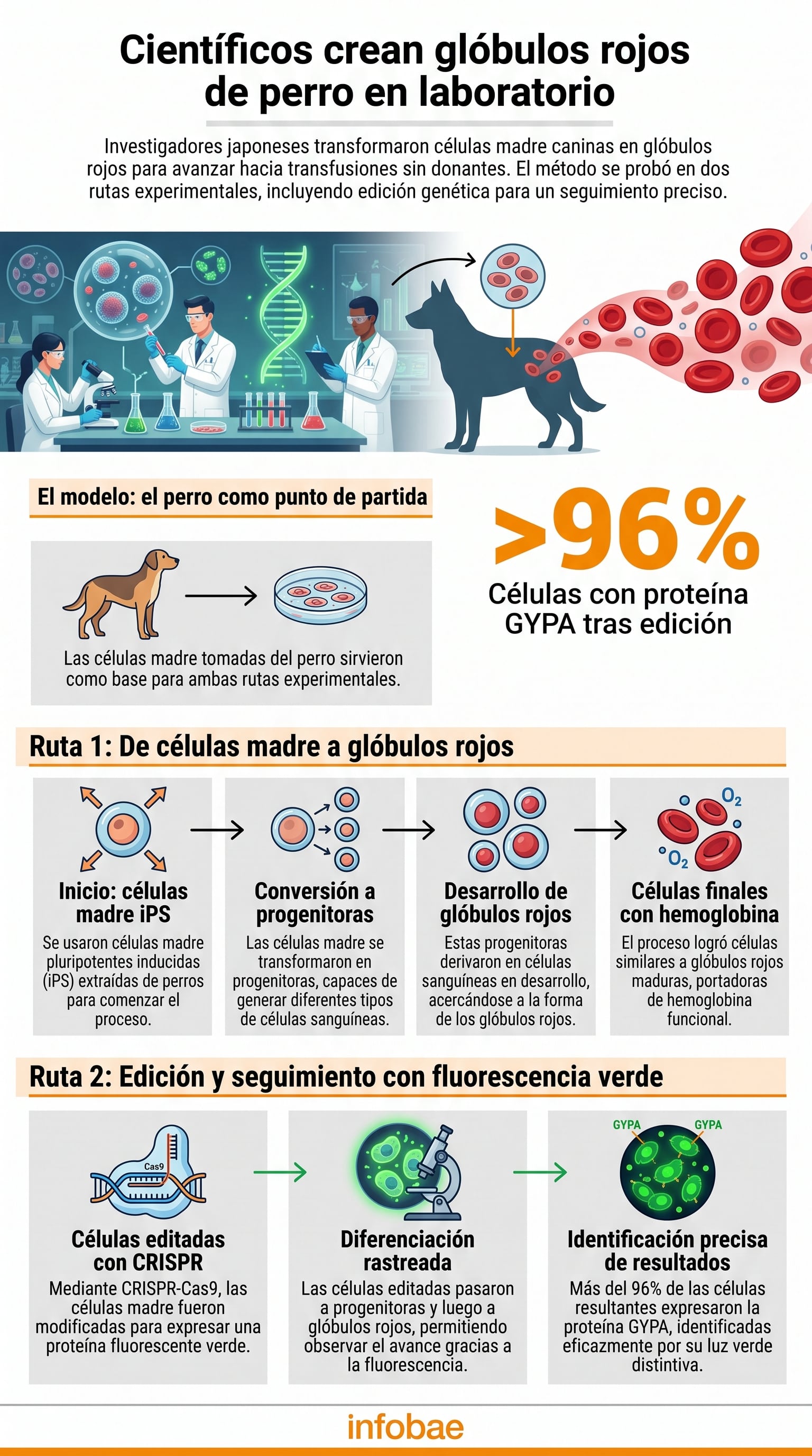 Los investigadores japoneses transformaron células madre caninas en glóbulos rojos, con dos rutas experimentales para transfusiones sin donantes, incluyendo edición genética. (Imagen Ilustrativa Infobae)