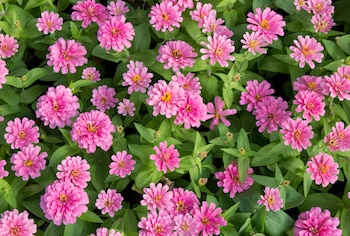 Una planta para adornar tu jardín en verano