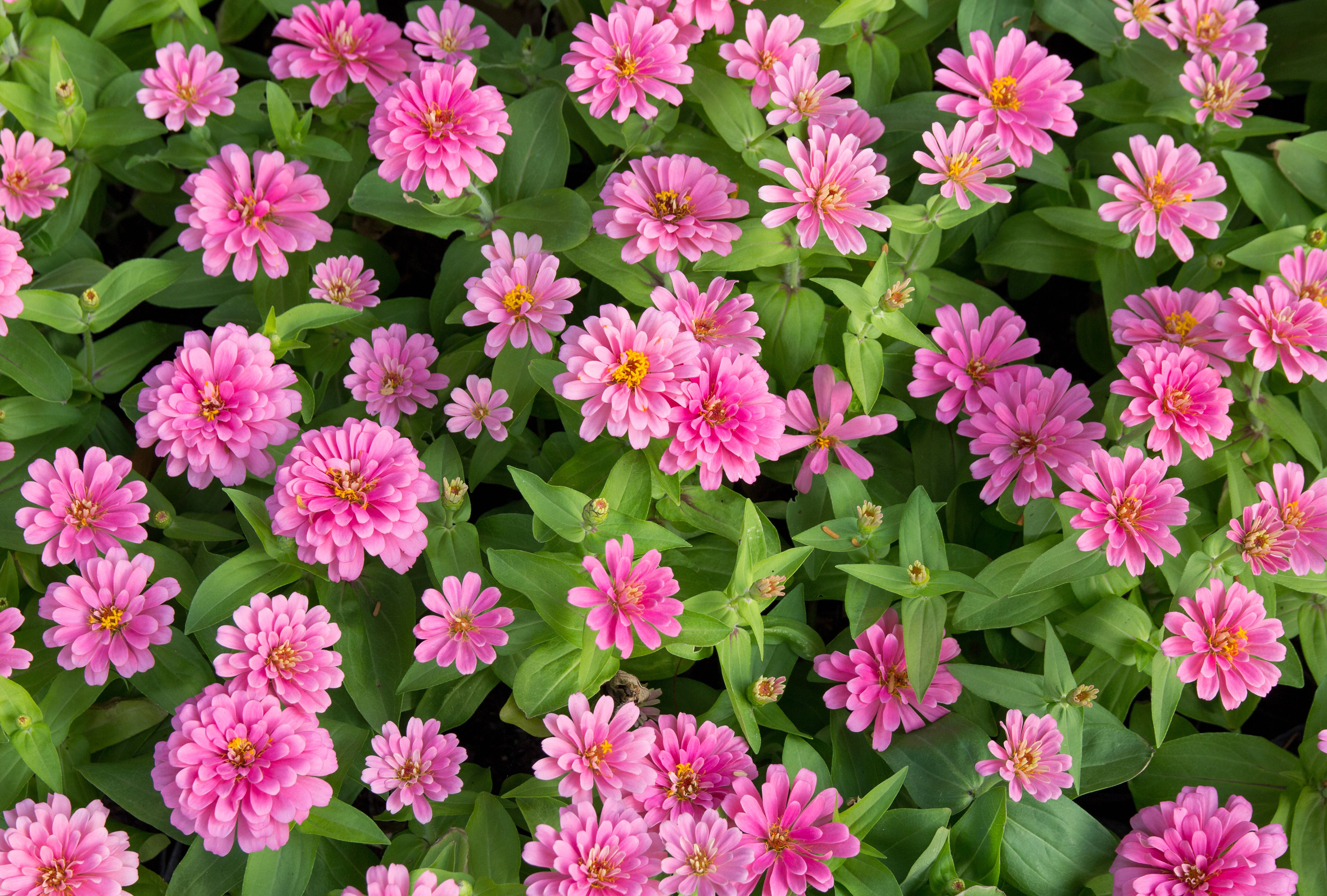 Las zinnias producen flores coloridas y prolongan su floración cuando se retiran las flores secas (Magnific)