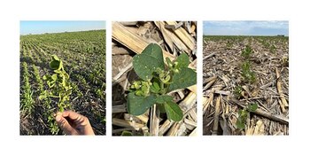 Estado de la soja de