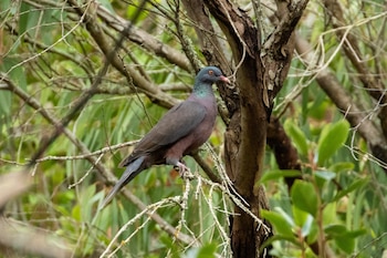 La paloma rabiche es endémica del bosque de laurisilva canario. (Thibaud Aronson/iNaturalist CC BY-SA 4.0)
