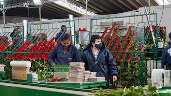 La mayor especie comercializada es