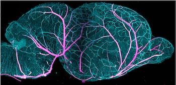 Vista microscópica digital de un atlas en 3D de vasos sanguíneos, con ramas finas en cian y vasos más grandes en magenta sobre fondo oscuro