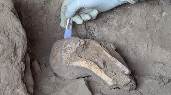 Una mano con guante blanco usa un pincel para limpiar un hueso grande, parcialmente cubierto de tierra en una excavación arqueológica