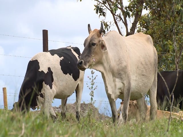 Las exportaciones colombianas de carne bovina crecieron un 39,4% en 2025, alcanzando una cifra récord y consolidando el sector como motor de la economía - crédito ICA