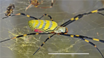 La araña Joro forma pequeños