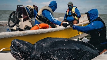 Un rastreo satelital revela por