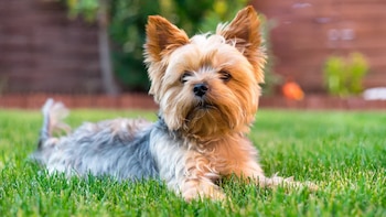 Lindo Yorkshire Terrier