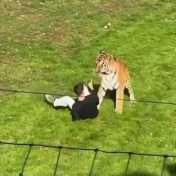 Hombre muere al ser atacado por un tigre