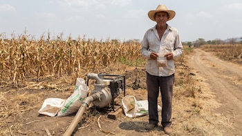 El campo salvadoreño enfrenta alza de costos y escasez hídrica, productores apuestan por semillas de alto rendimiento