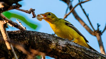 Un estudio realizado en 2020