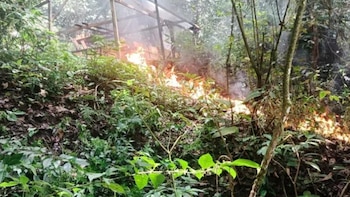 Erradican 80 mil arbustos de