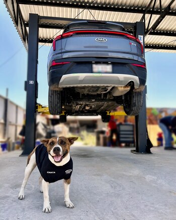 La perra ahora se desempeña