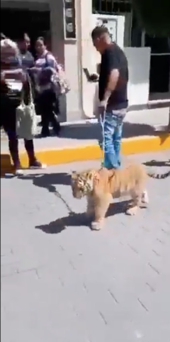 El sujeto llevaba al pequeño felino amarrado a una cadena para tener control sobre el animal.