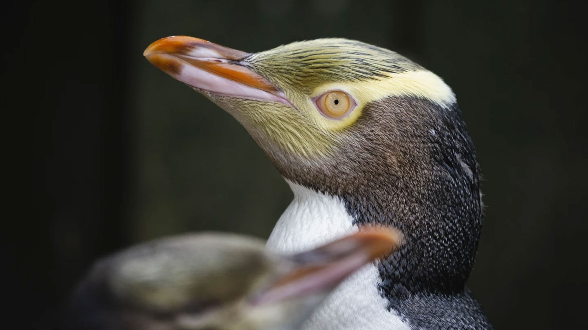 La población continental del pingüino de ojos amarillos enfrenta una amenaza inminente de extinción por el síndrome de dificultad respiratoria - (AP)