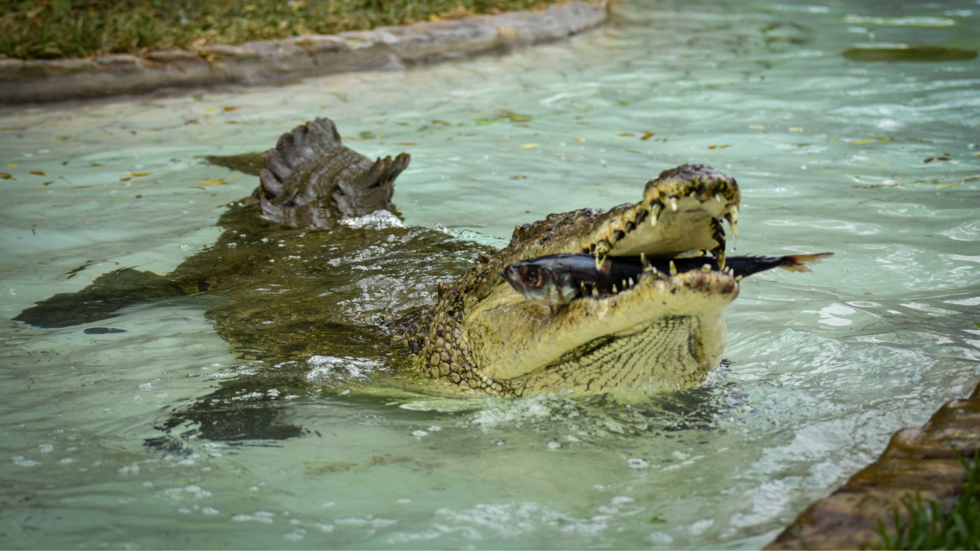 Actividades y fauna sorprenden a los visitantes del Parque de Las Leyendas| Foto: Parque de Las Leyendas