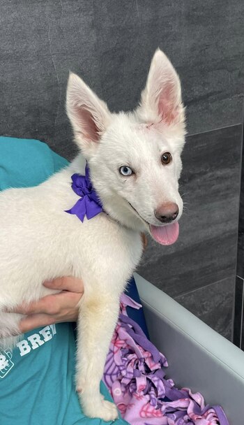 El canino que tenía el