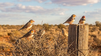 Cinco pinzones cebra, con cuatro de ellos mostrando picos naranjas y flancos manchados, se posan en un arbusto espinoso y un poste de madera.
