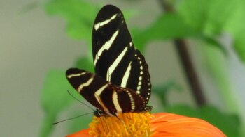 La memoria de las mariposas