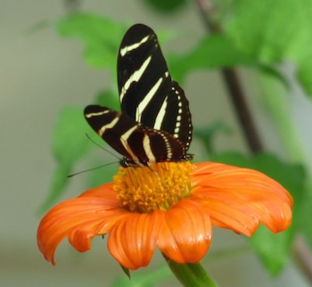 Las mariposas Heliconius son el