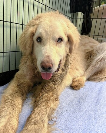 El gran pirineo pasó uno