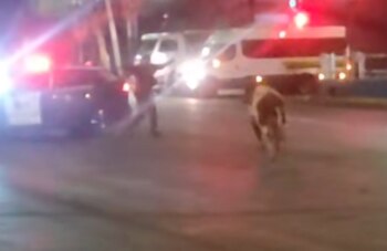 Un novillo escapó de un