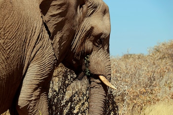 Fotografía de un elefante tomada en junio de 2018 en el Parque Nacional Etosha de Namibia. EFE/ Nerea González