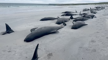 Científicos investigaron la muerte de más de 50 ballenas en las playas de Escocia y revelaron las causas