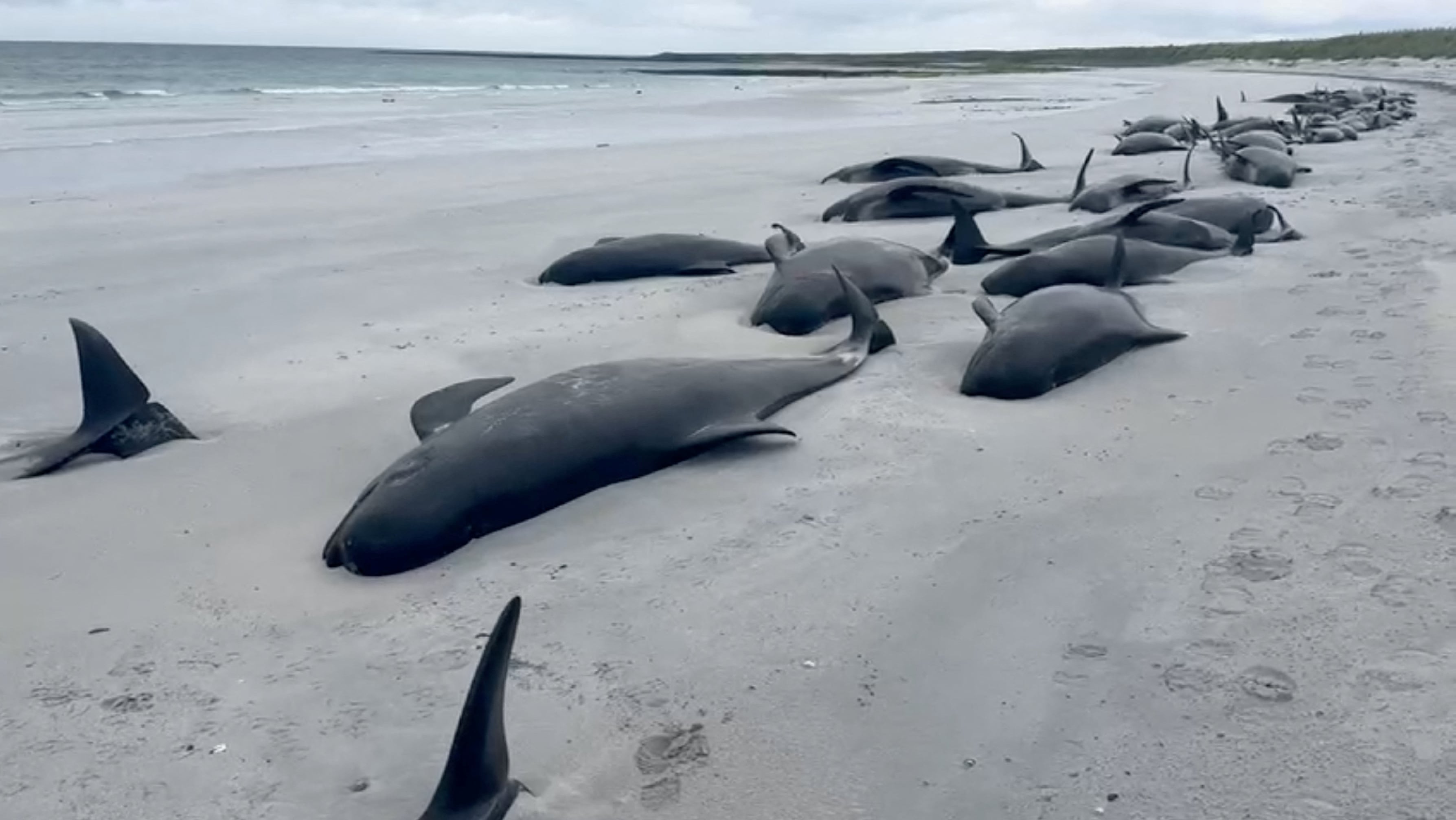 Más de 50 calderones comunes aparecieron varados en la isla de Lewis, Escocia, en julio de 2023 (Reuters)