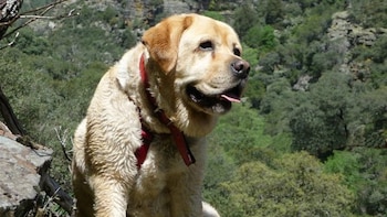 Real Sociedad Canina avisa de la "inquietud" que puede generar el eclipse en animales e insta a no poner gafas a perros