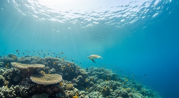 Fotografía submarina de una tortuga marina nadando sobre un colorido arrecife de coral, con numerosos peces tropicales y rayos de luz que penetran desde la superficie.