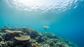 El cambio climático impulsa el oscurecimiento de los océanos en mar abierto
