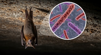 Murciélago egipcio colgando en cueva oscura, con un círculo de zoom que muestra partículas alargadas del virus de Marburgo en tonos rojizos y púrpuras.