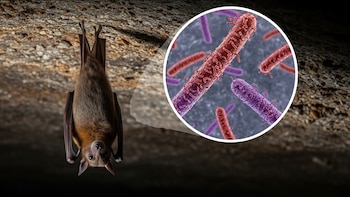 La interacción entre murciélagos y turistas en la Cueva de la Pitón en Uganda eleva el riesgo de brotes de un letal virus