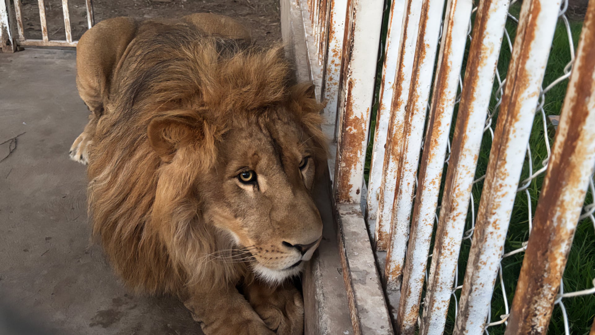 El operativo del 25 de junio localizó dos leones africanos, un jaguar, un tigre de Bengala y una coyote en un predio del municipio potosino. (Foto: Profepa)