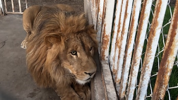 Profepa y FGR aseguran ejemplares de león africano, jaguar y tigre de Bengala en cateo en San Luis Potosí