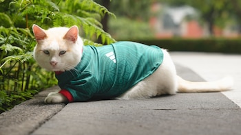 Coco, el gato de Palacio Nacional, se pone la playera de la Selección Mexicana tras el pase a octavos del Mundial 2026