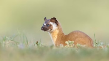 Los armiños, introducidos en Nueva