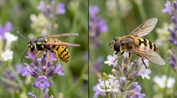 Fotografía dividida en dos partes con una avispa a la izquierda y un sírfido a la derecha, posados sobre flores moradas.