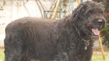 Este canino se caracteriza por