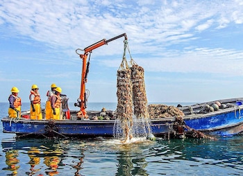 Gobierno brindará apoyo a los