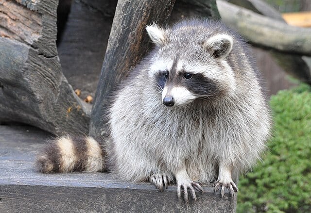 Lauren Stanton advirtió que los cambios en los mapaches urbanos no prueban una domesticación y que aún hacen falta más evidencias (Quartl/Wikimedia Commons)